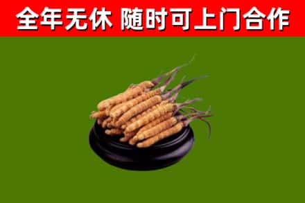 钟祥回收散虫草