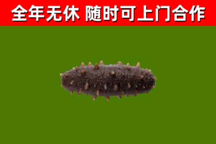 钟祥回收海参干